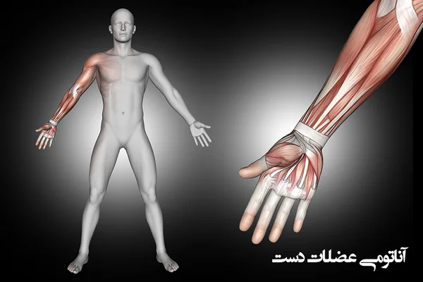 آناتومی عضلات دست